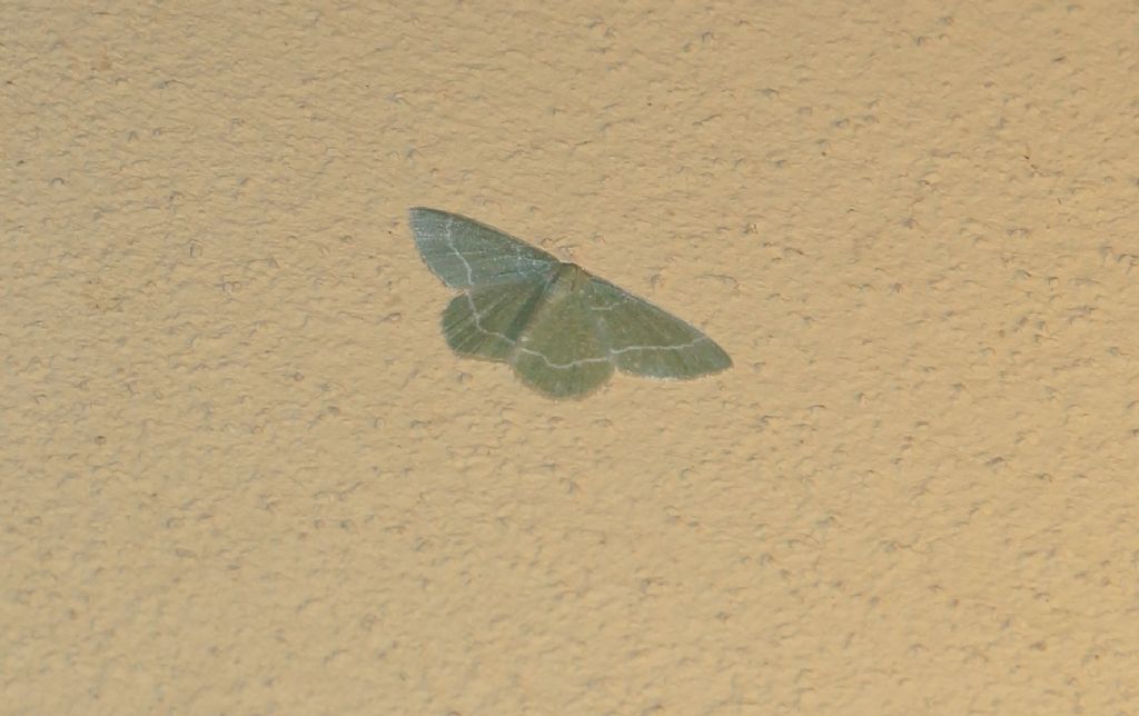 geometridae Chlorissa cloraria